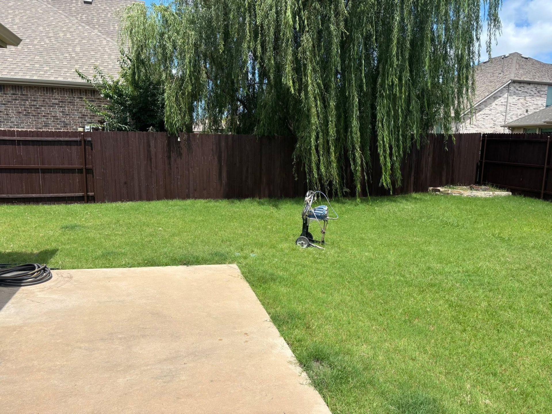 Backyard lawn with a small sprinkler, wooden fence, and a large willow tree under a clear sky