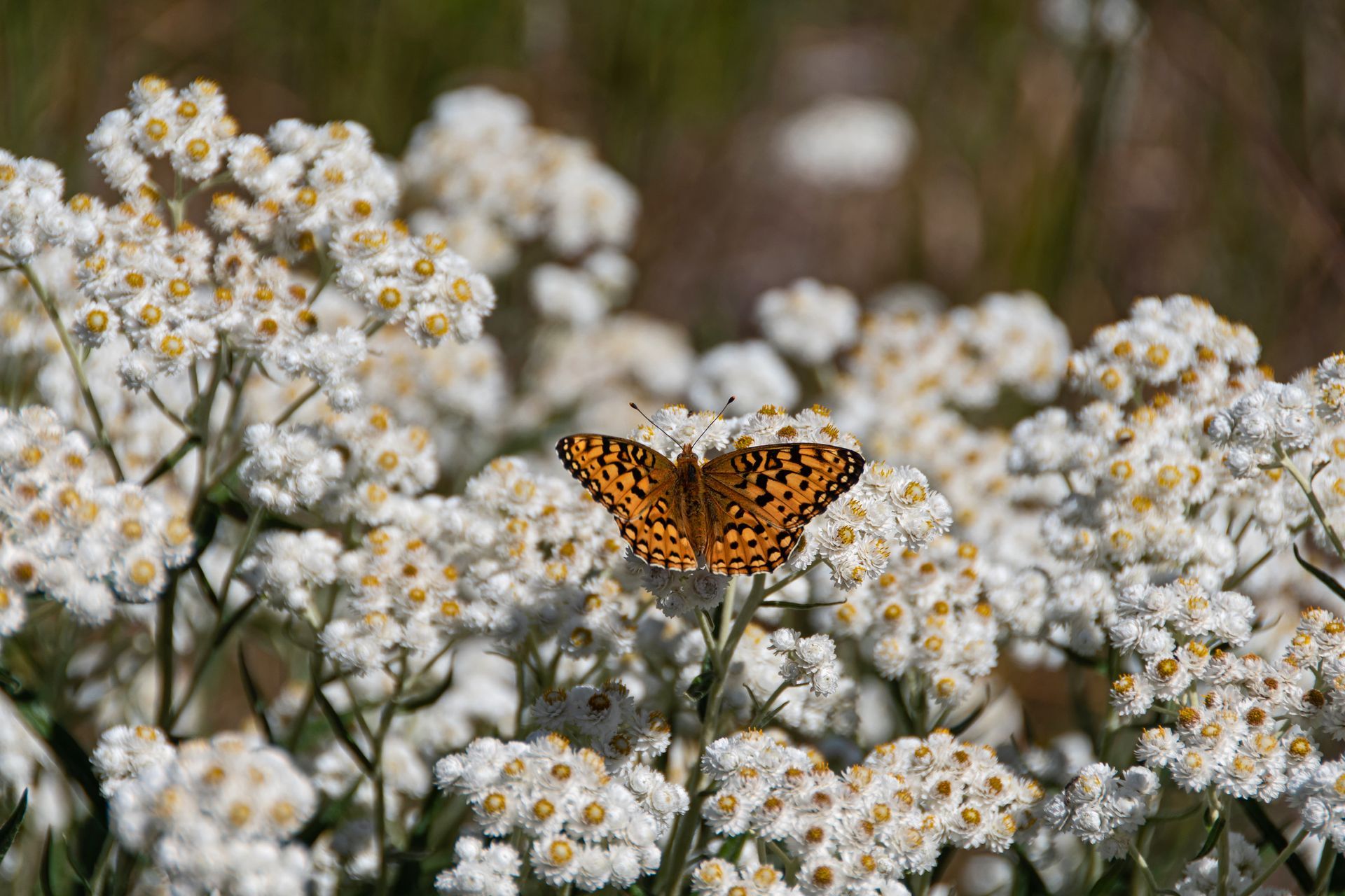 Butterfly with orange and black markings on white flowers.