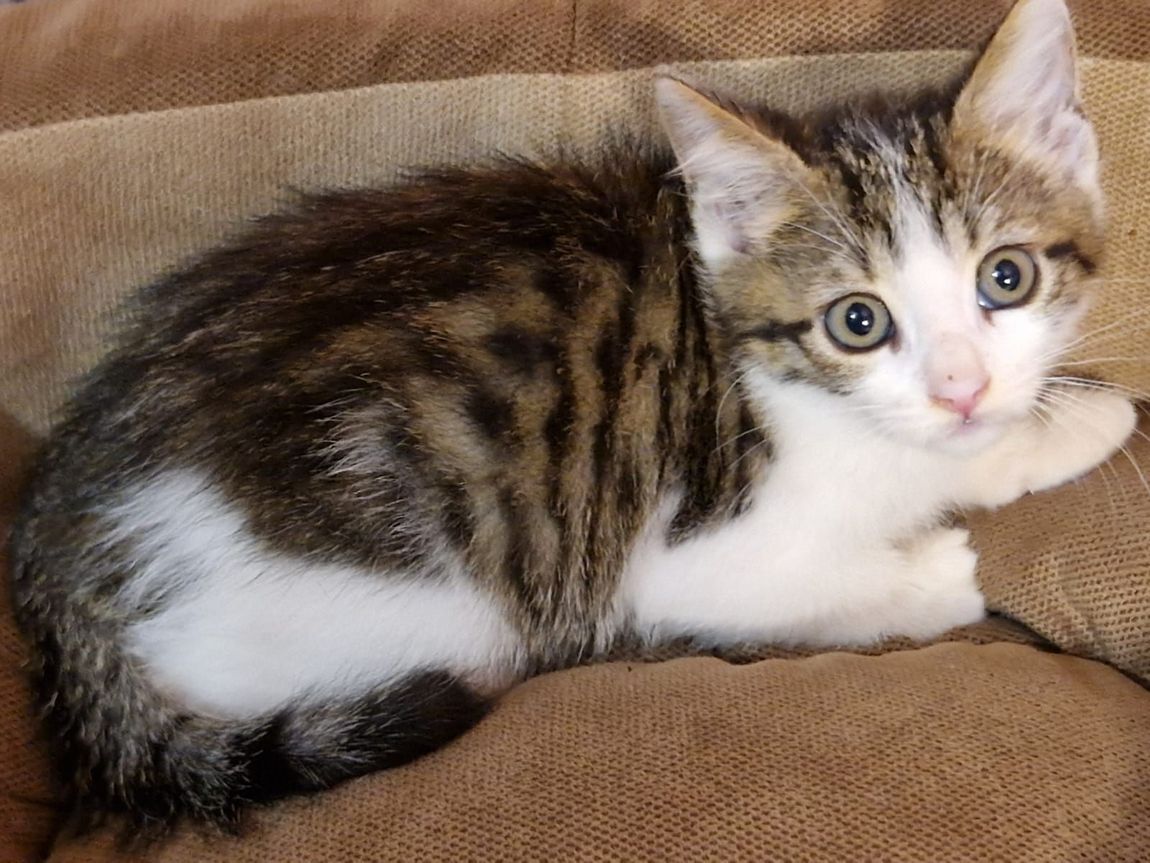 gatto giovane  micio per adozioni in veneto