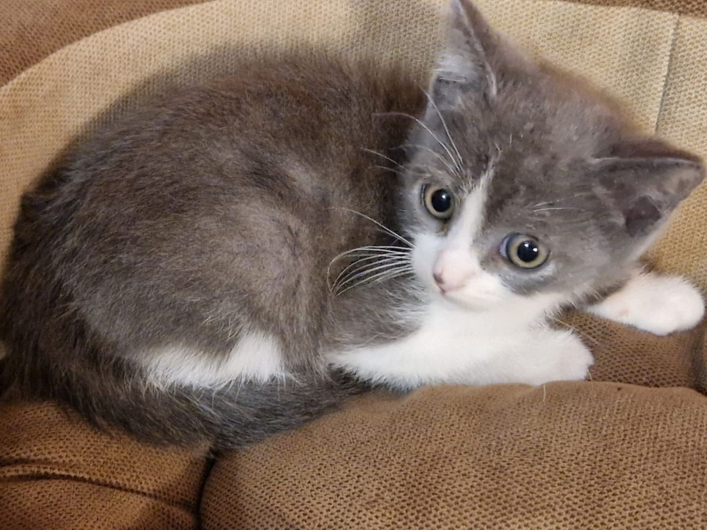 gatto giovane  micio per adozioni in veneto