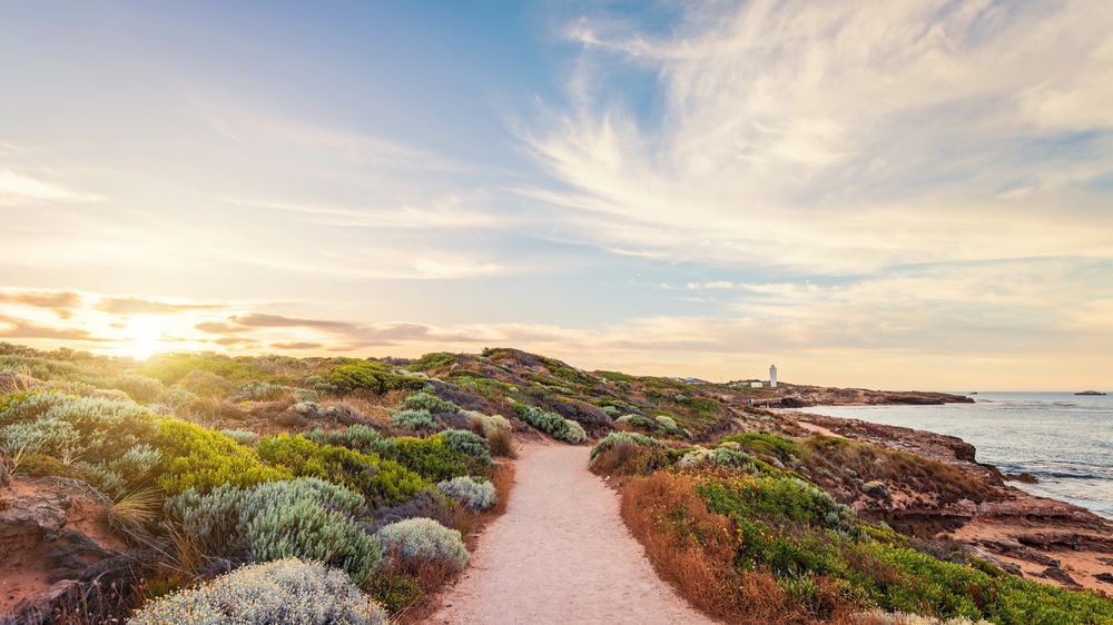 Sunlit coastal path through wildflowers beside the ocean at sunset