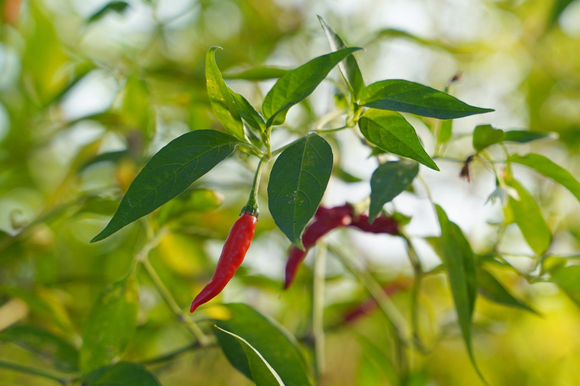 piment Perpignan