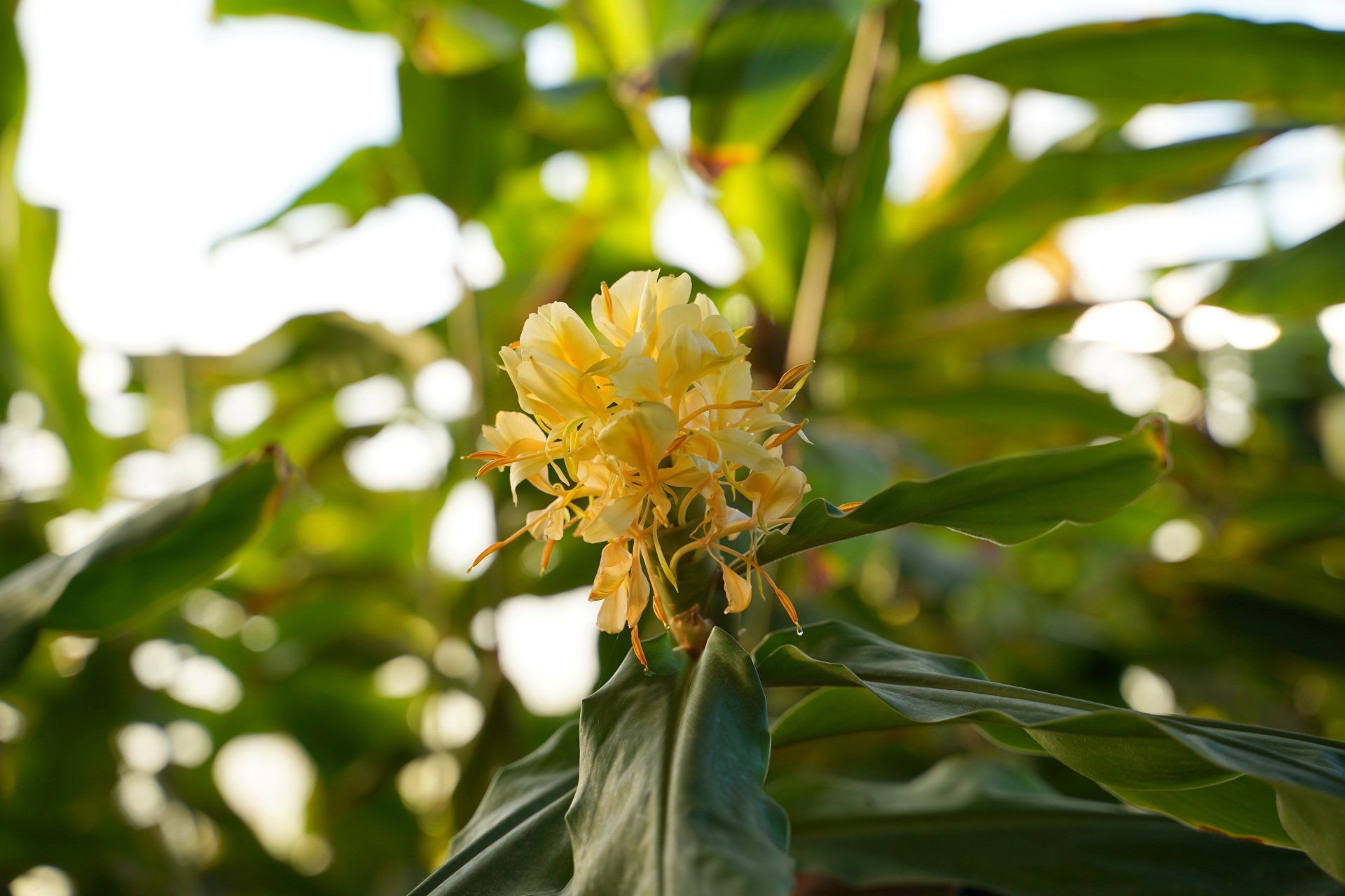 épices de la Réunion