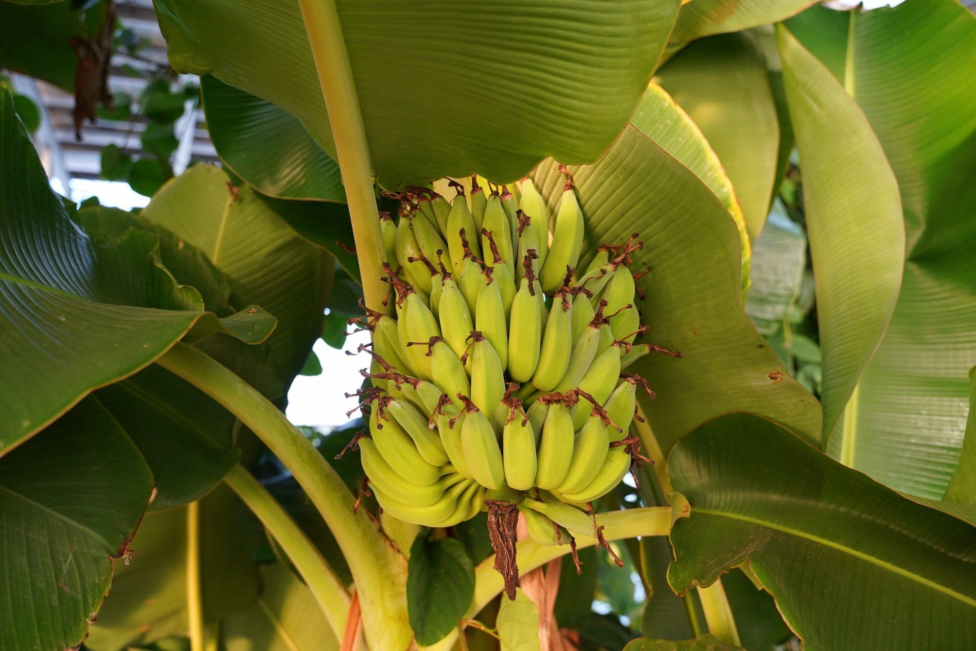 Producteur bananes France métropolitaine