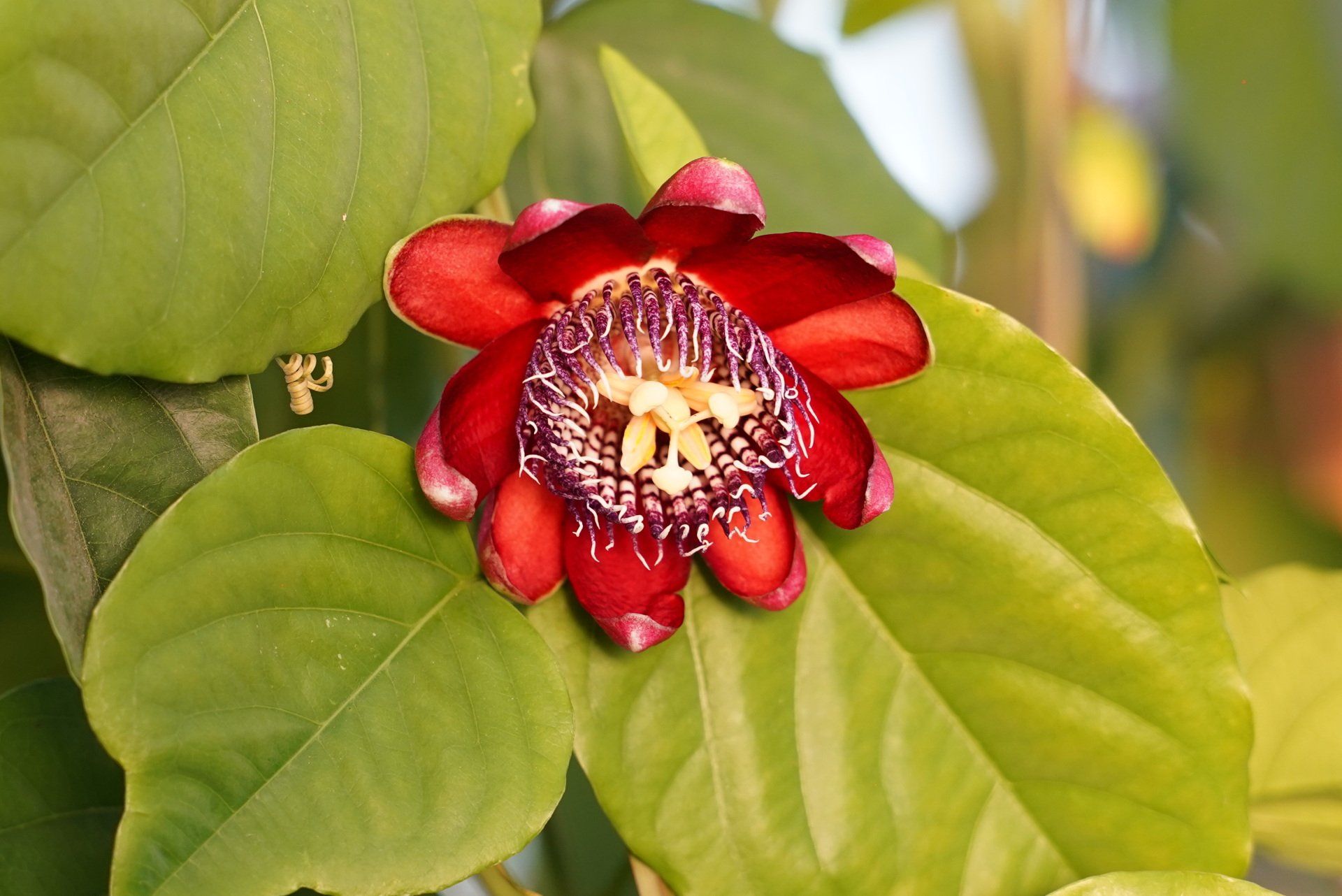 Producteur fruit exotiques métropolitaine