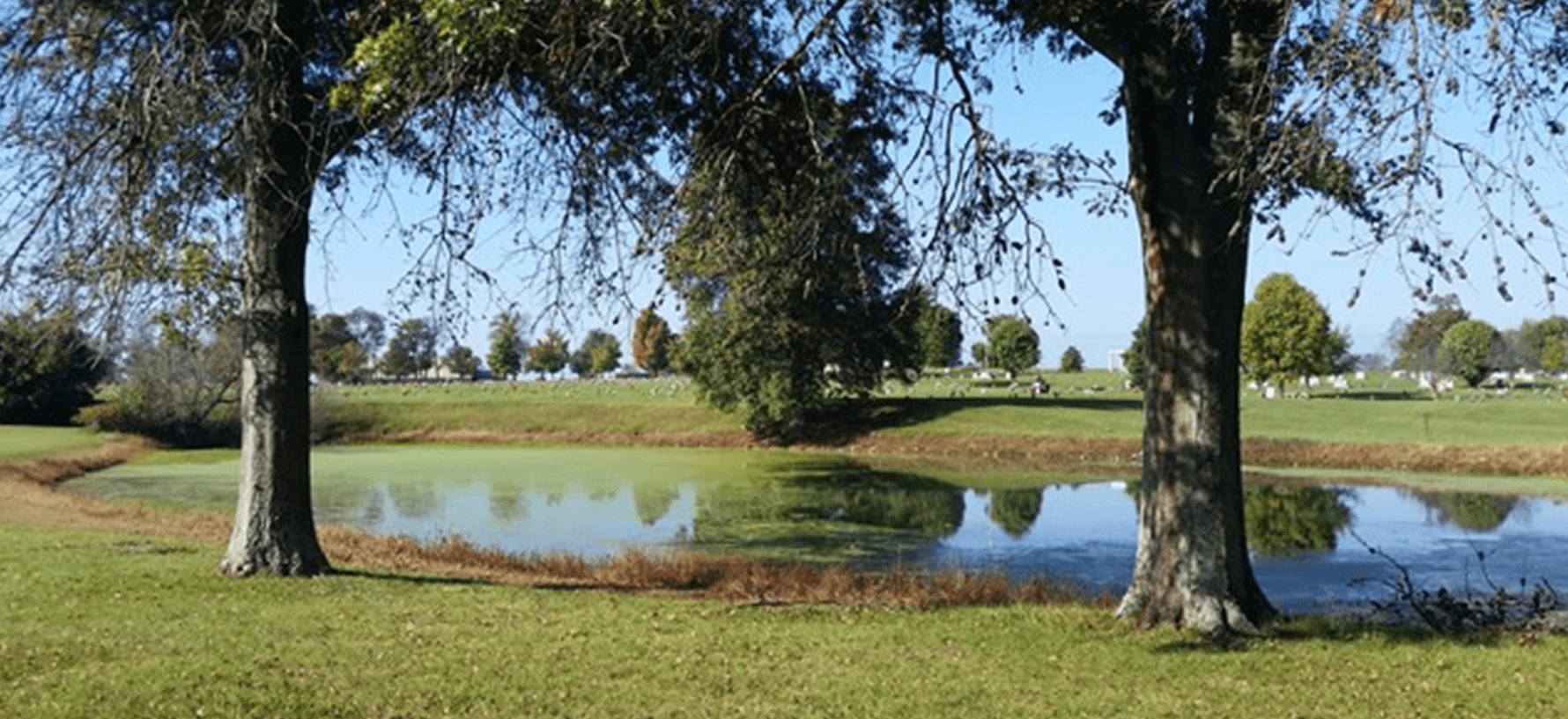 Pond with trees in the foreground, grassy field, and a cemetery with headstones in the background. Sunny day.