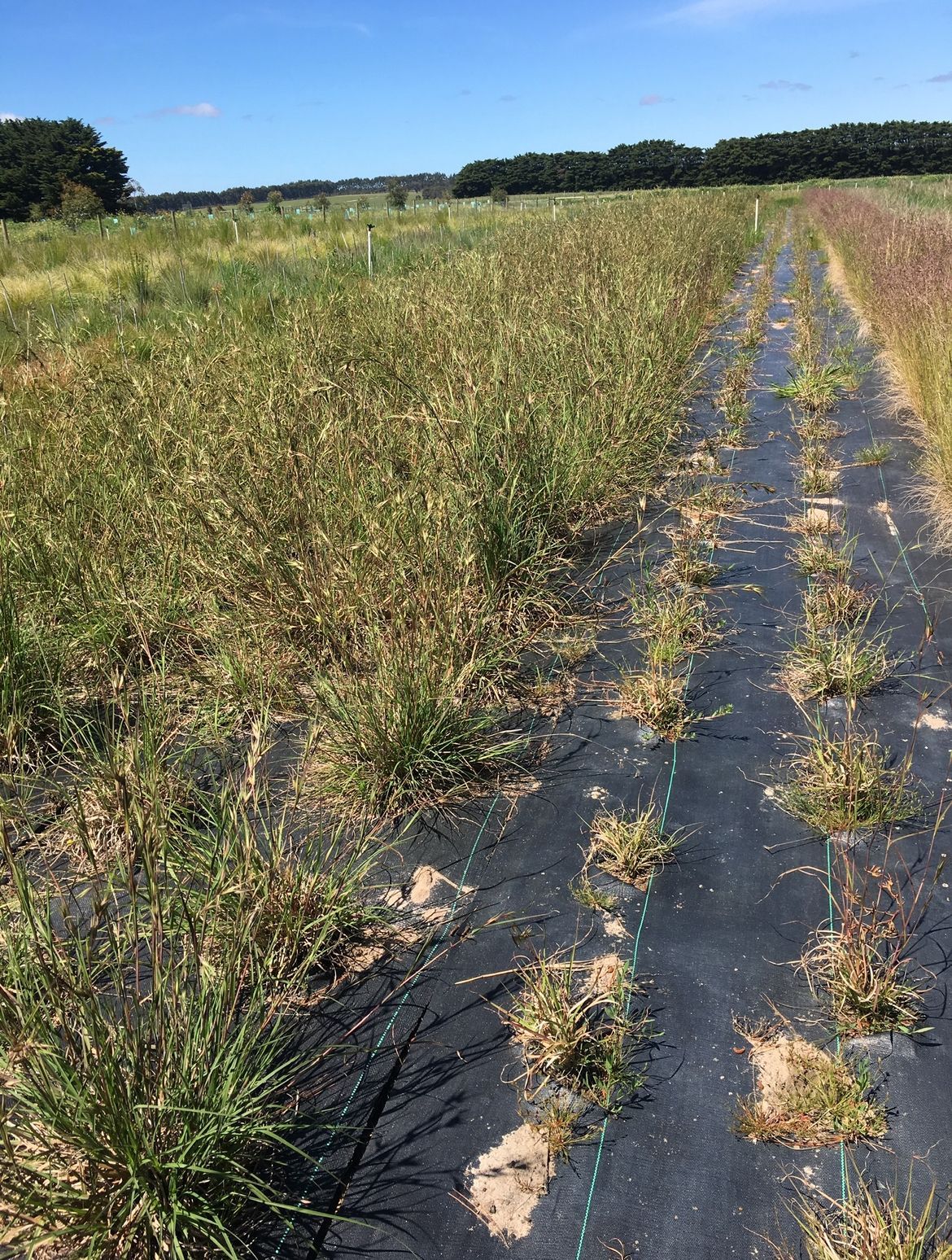 A row of plants growing in a field on a sunny day