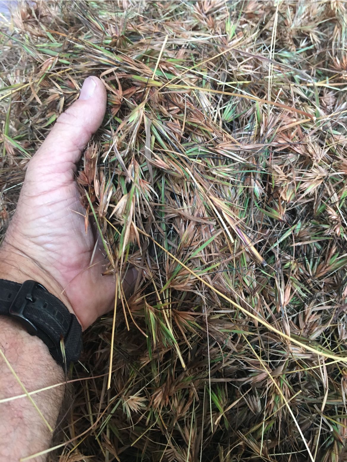 A person is holding a pile of hay in their hand.