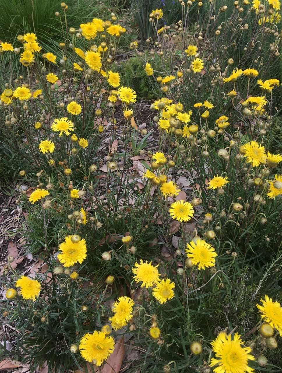 A bunch of yellow flowers are growing in a field