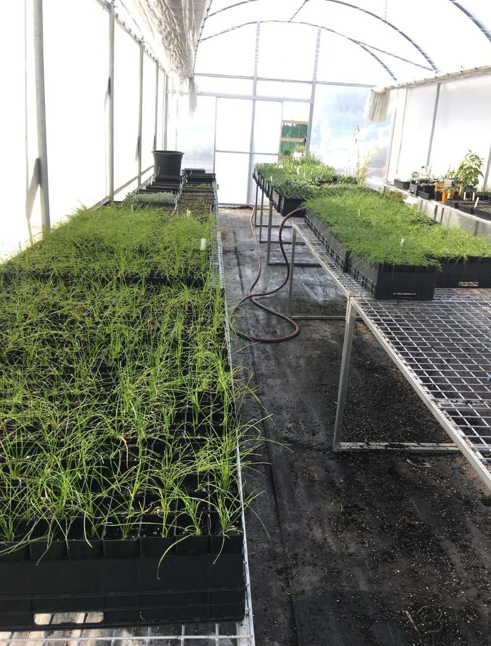 A greenhouse filled with lots of potted plants