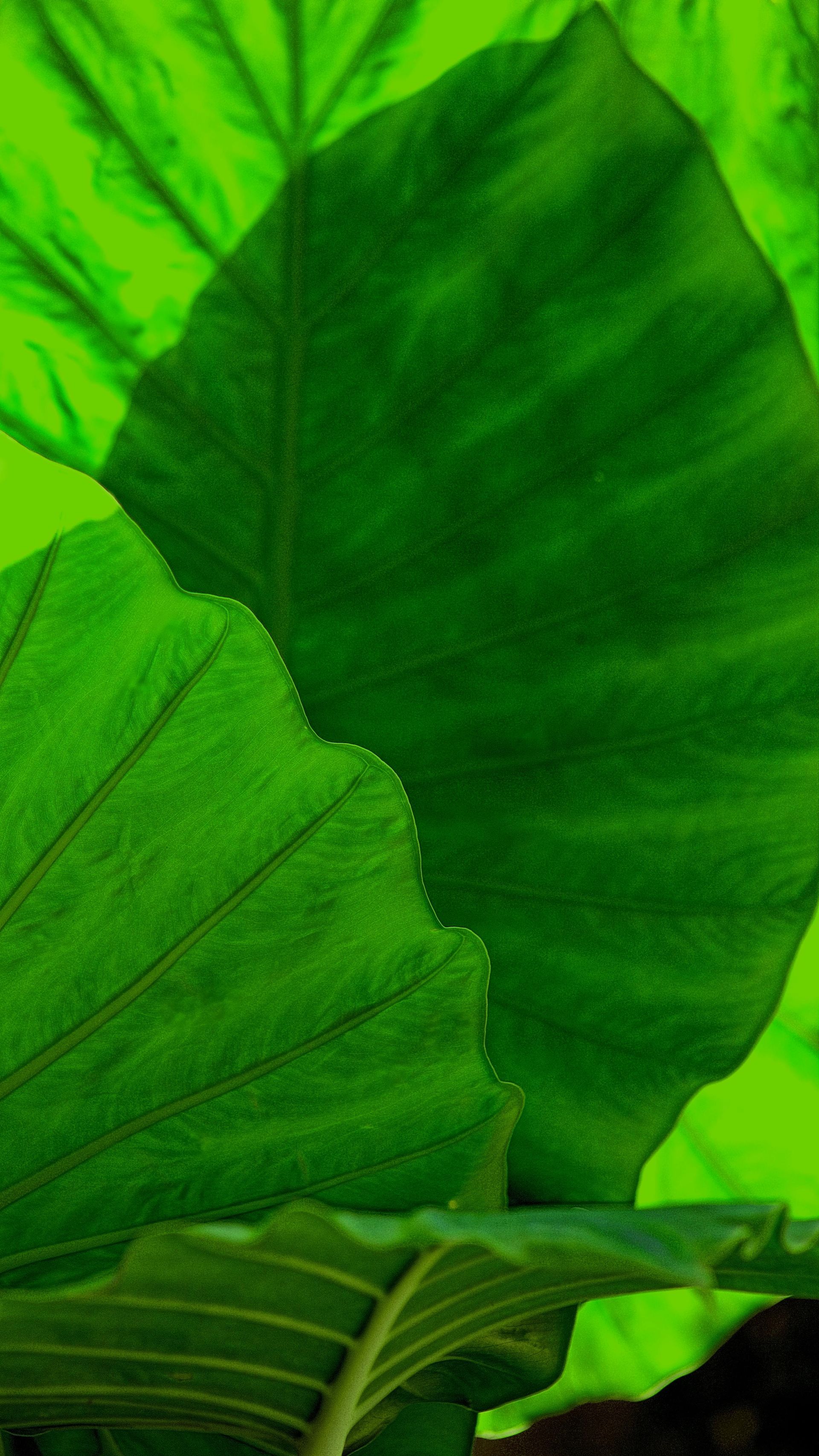 A close up of a green leaf on a plant.