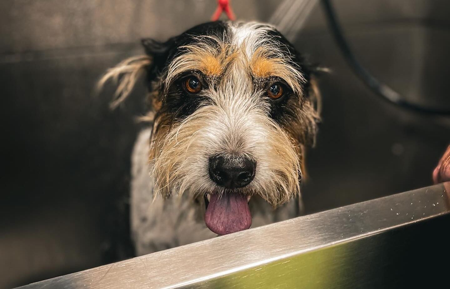 Mobile Pet Grooming Temple, TX Wags of Temple, TX