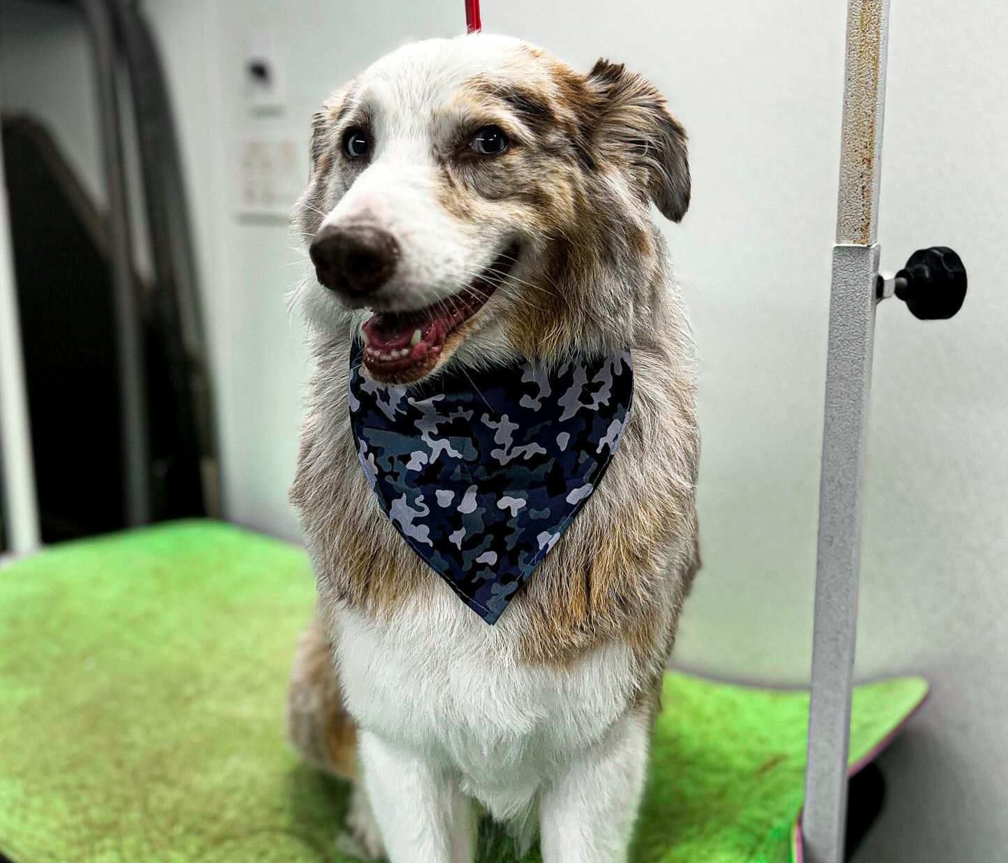 Mobile Pet Grooming Temple, TX Wags of Temple, TX