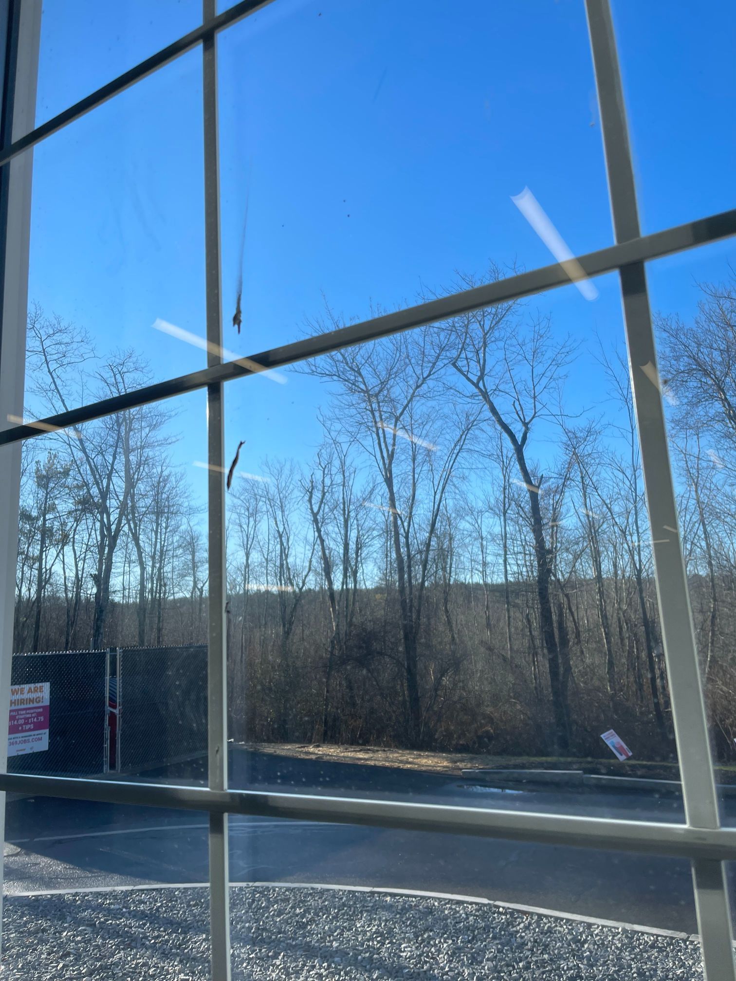 View through a window of trees and a bright blue sky. White window frame is in the foreground.