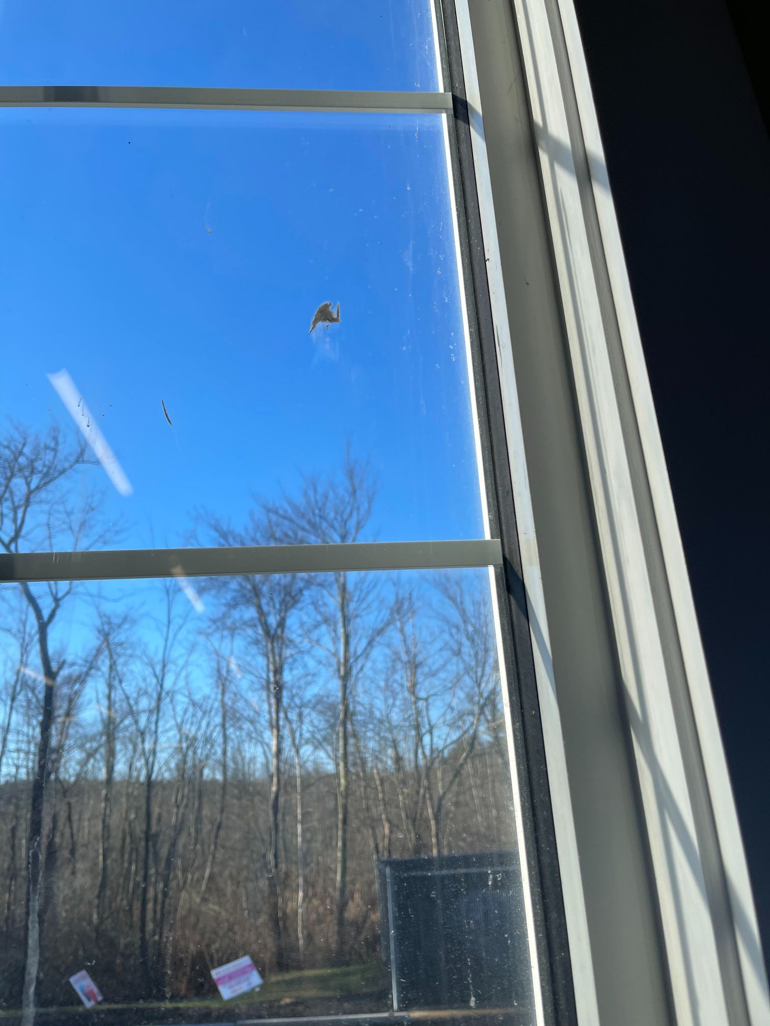Window view of a blue sky, trees, and a small object. White window frame.