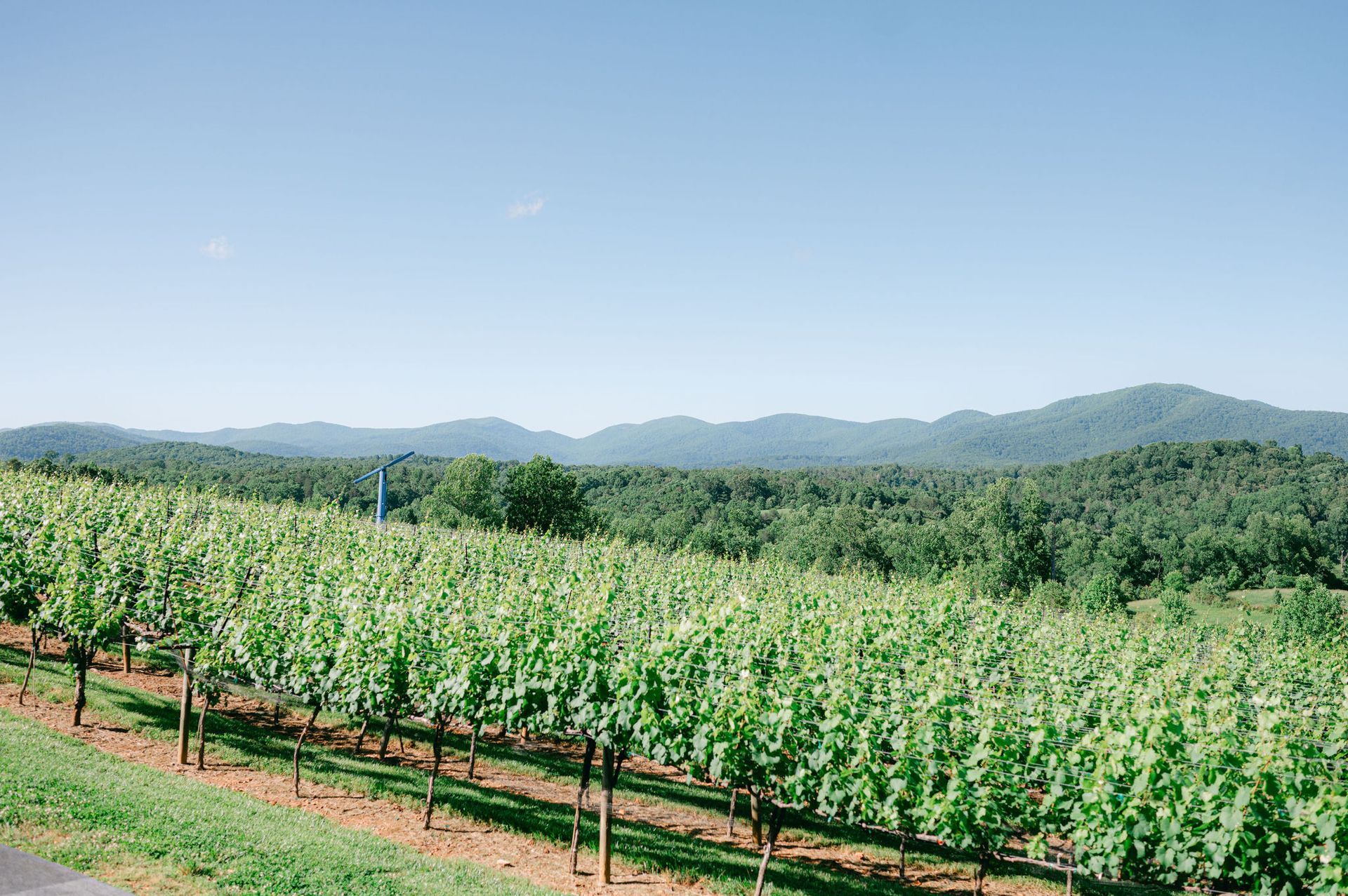 Vineyard rows stretching towards a wooded area and mountains under a clear blue sky.