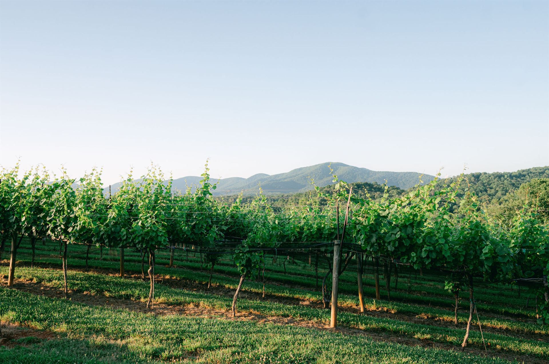 Vineyard with rows of grapevines, green leaves, wooden posts, mountain backdrop, blue sky.