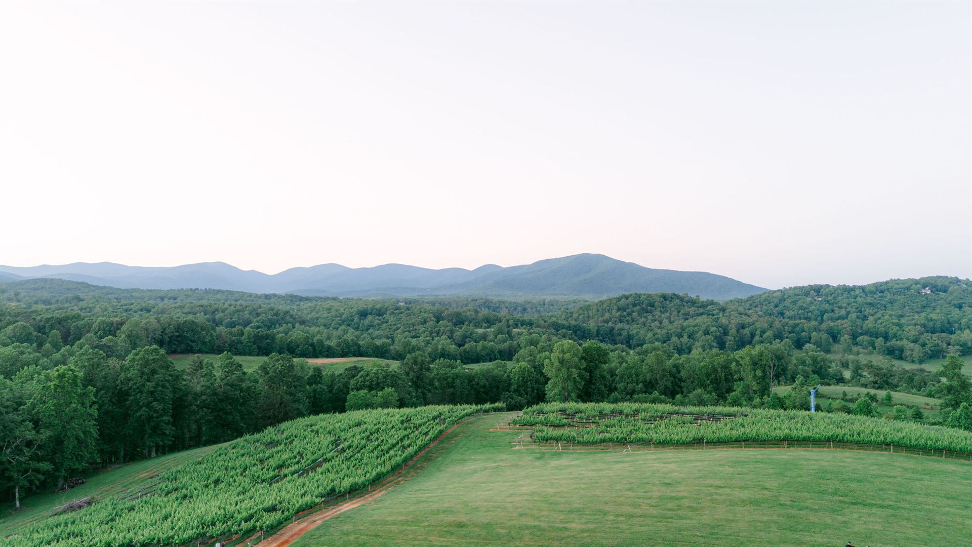 Green field with rows of plants, overlooking a forest and mountains under a light sky.
