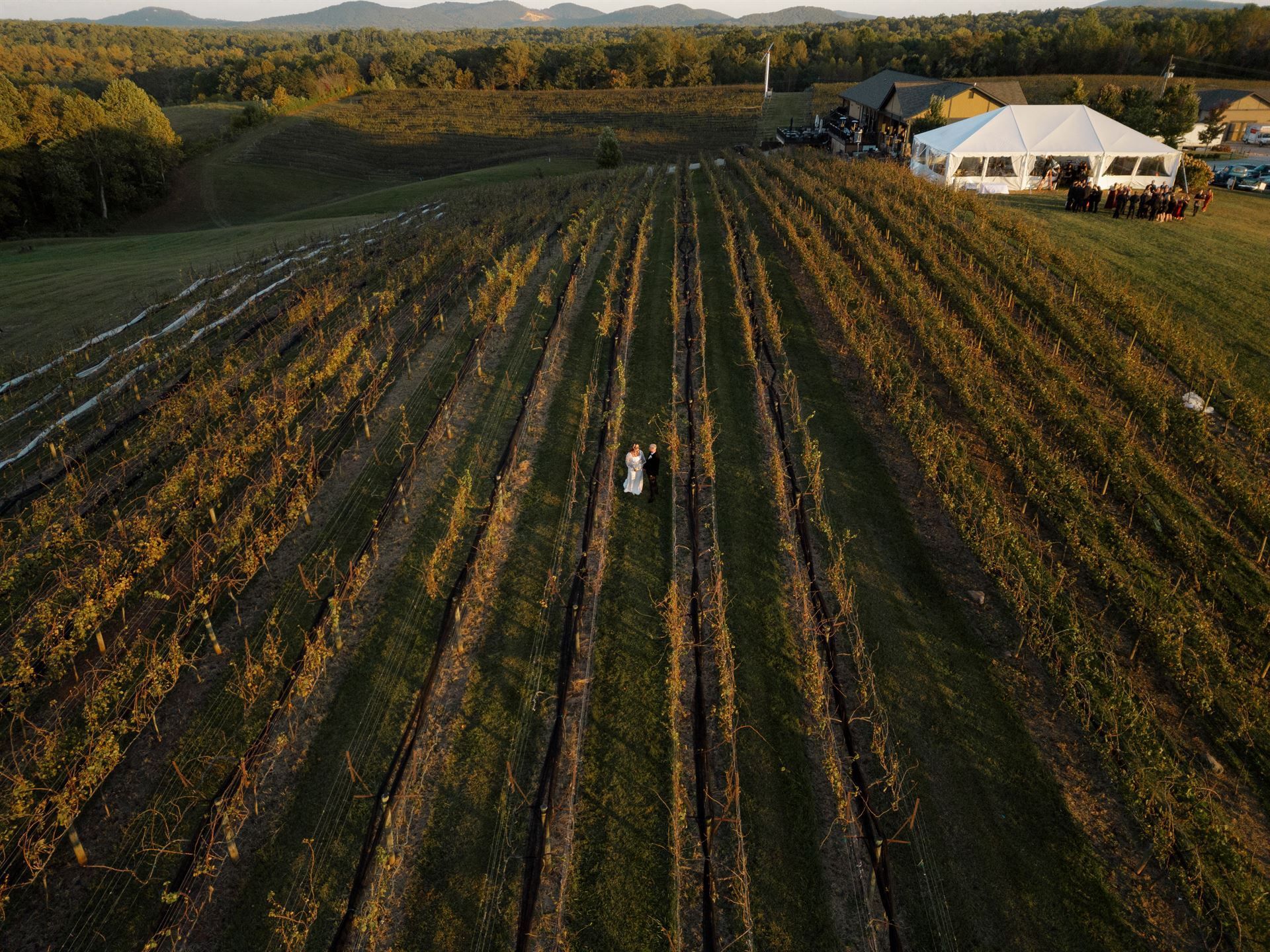 Couple in wedding attire stand in vineyard rows near a white tent. Warm sunlight.