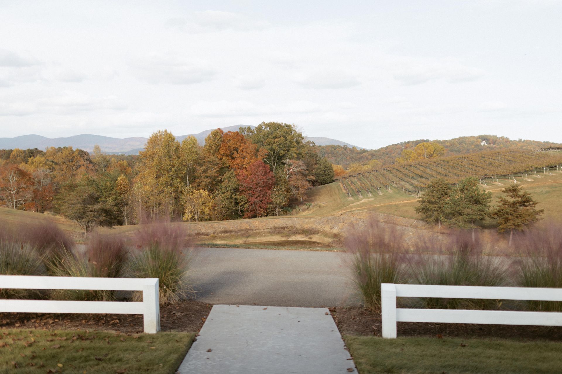 Pathway leading to a vineyard with autumn foliage and distant mountains.