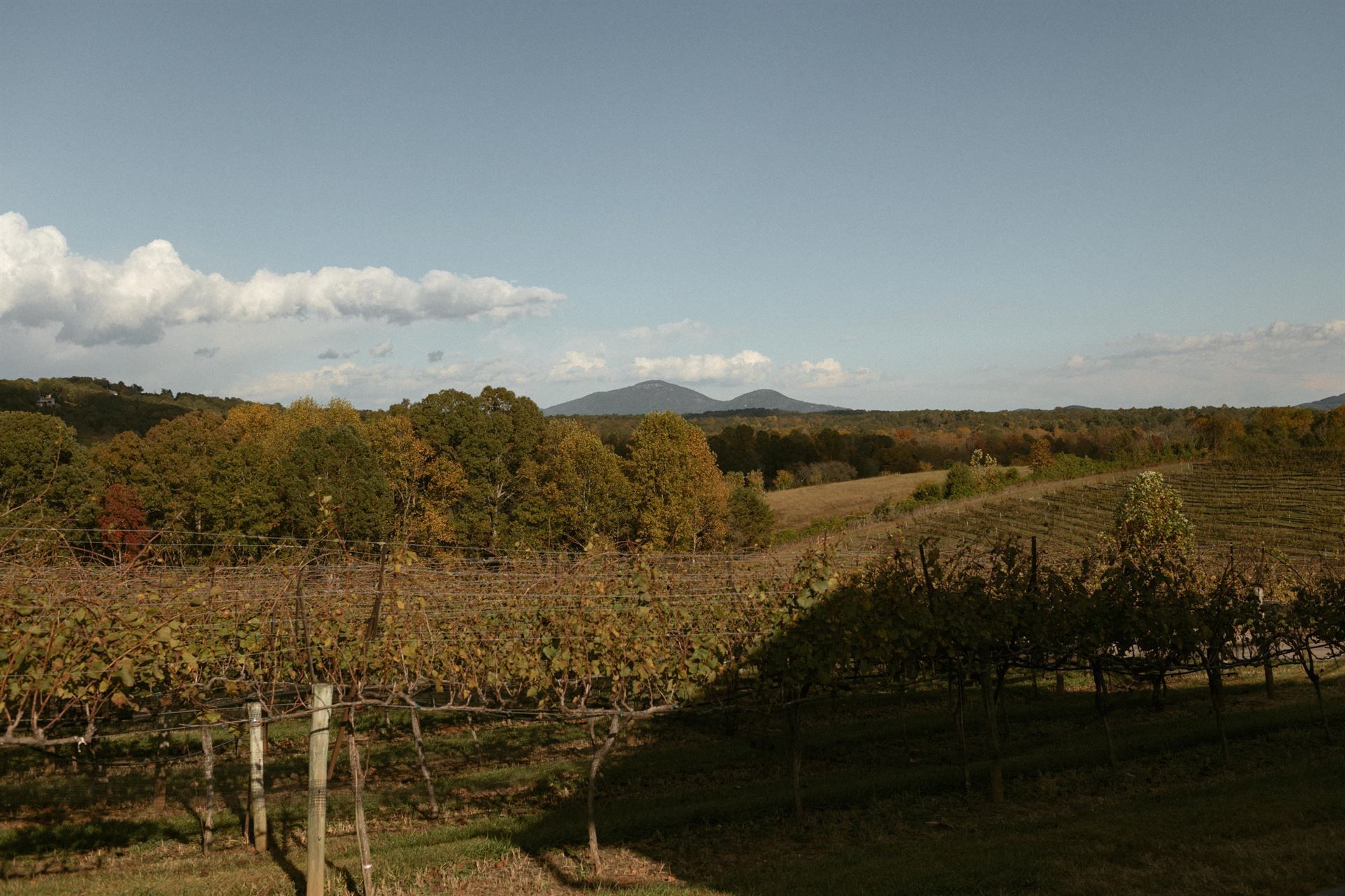 Vineyard in autumn, with rows of vines, trees, and distant mountains under a blue sky.