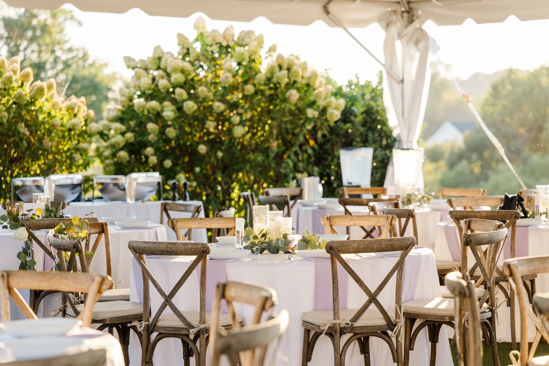 Wedding reception tables set under a tent, surrounded by white hydrangea bushes, with chairs and soft lighting.