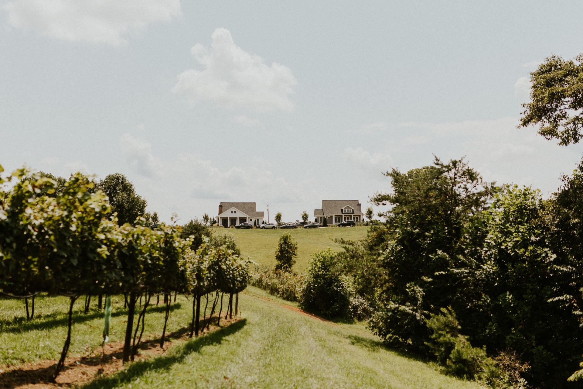 Vineyard with rows of grapevines leading to two white buildings on a grassy hill under a sunny sky.