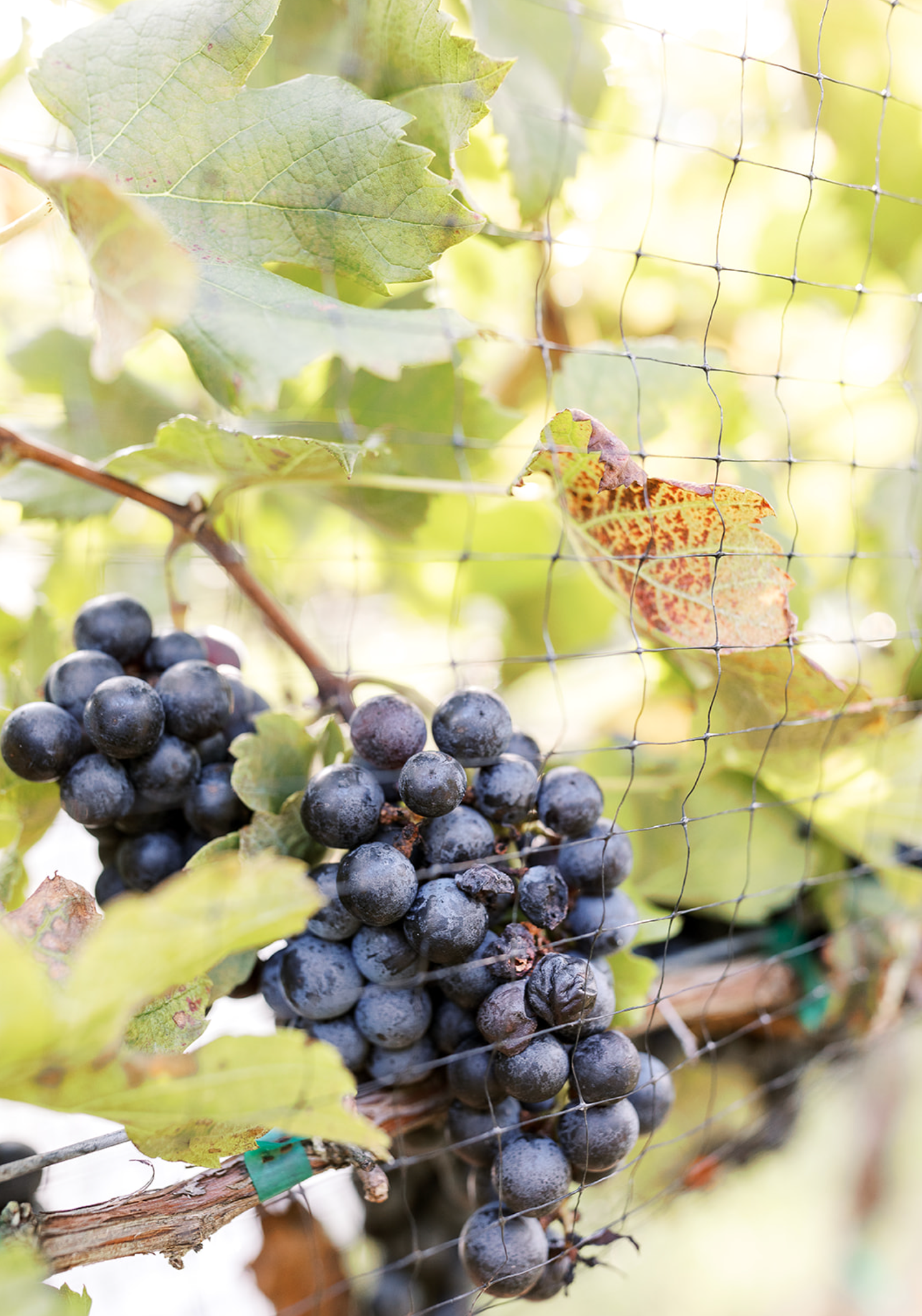 Dark grapes on a vine with green and yellow leaves, covered by netting.