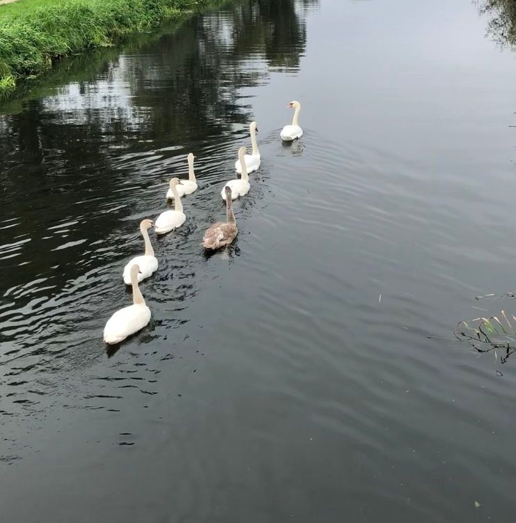 Familieopstellingen