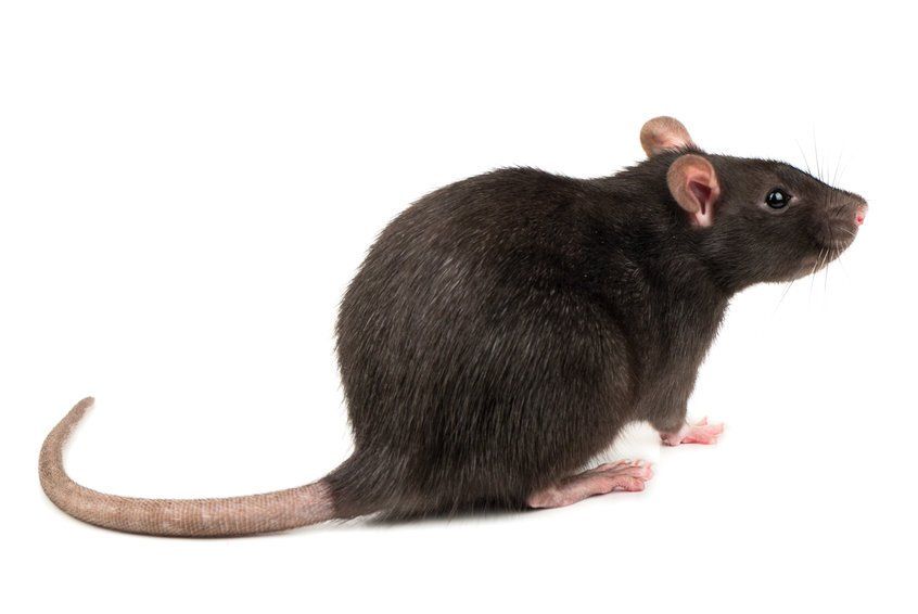 Rodent Control Wilmington, MA