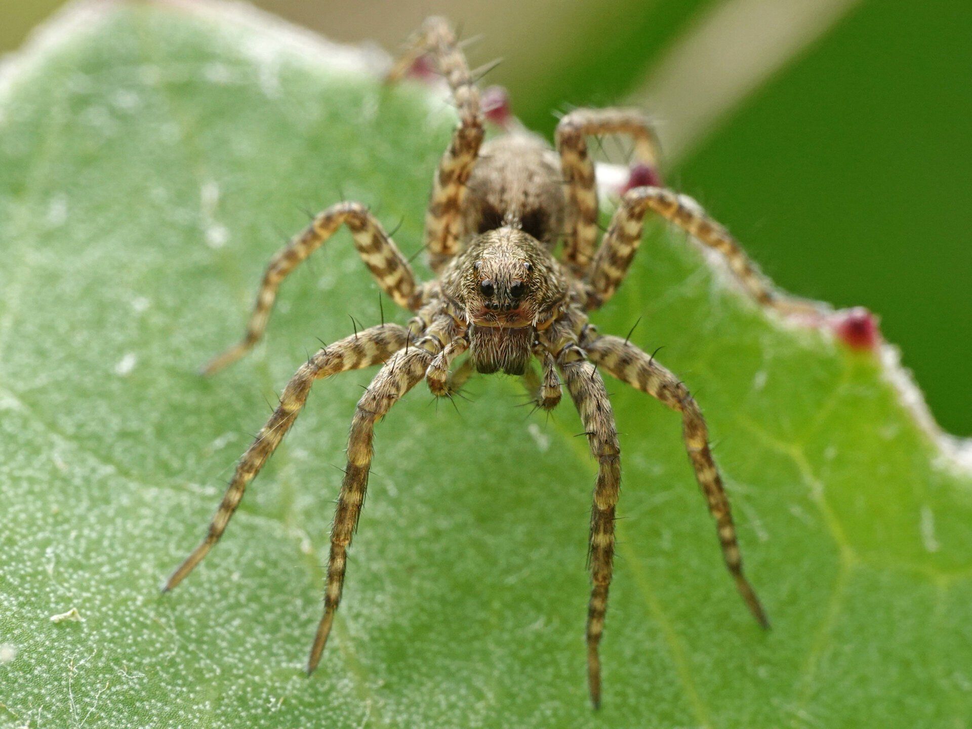 Wolf Spider Wolf Spider