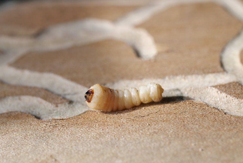 Old House Wood Borer -  Pest Library of Pest Specialists, LLC