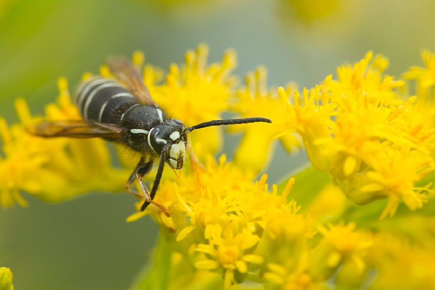 Wasp