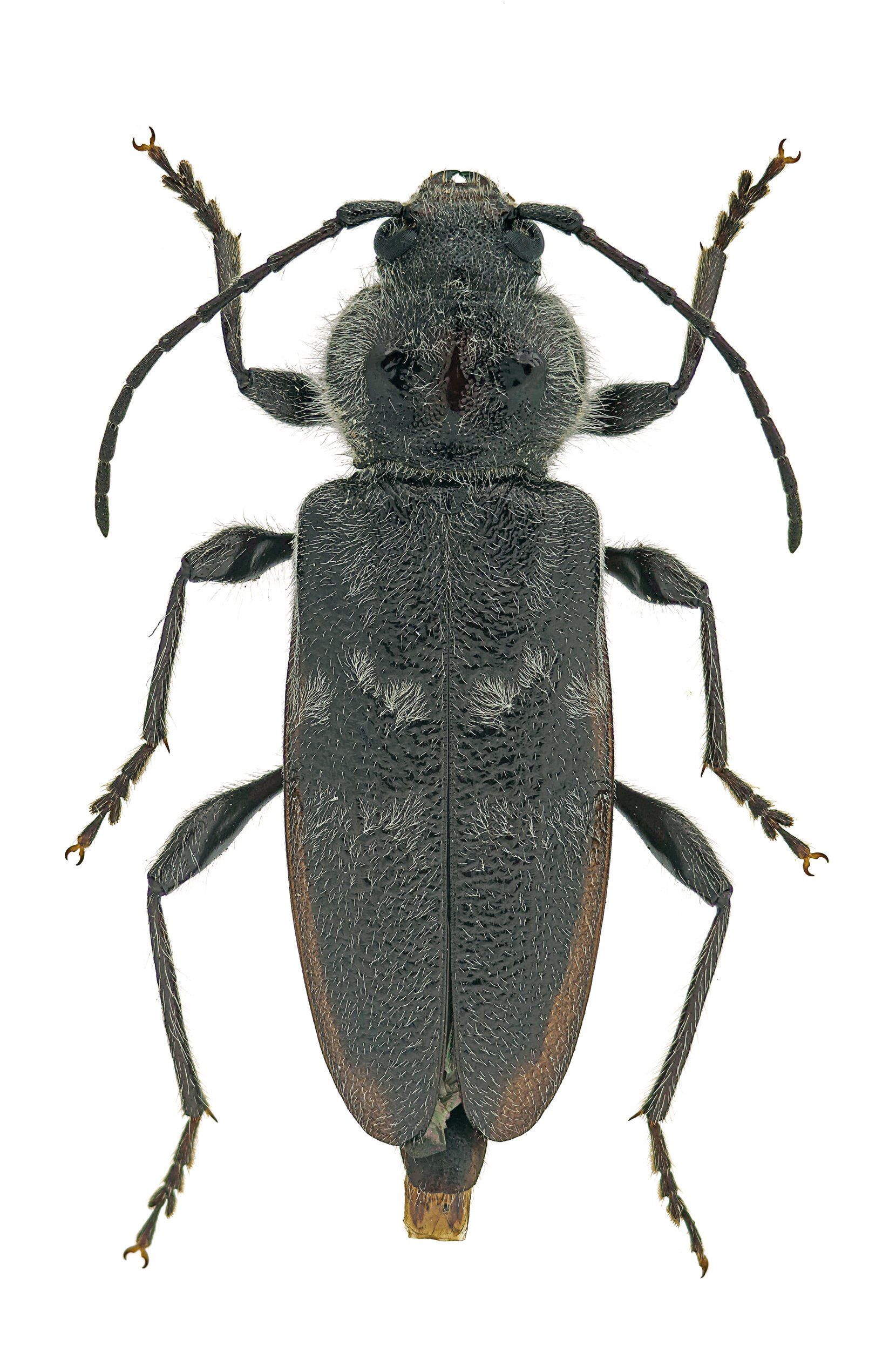 Ugly Bug -  Pest Library of Pest Specialists, LLC