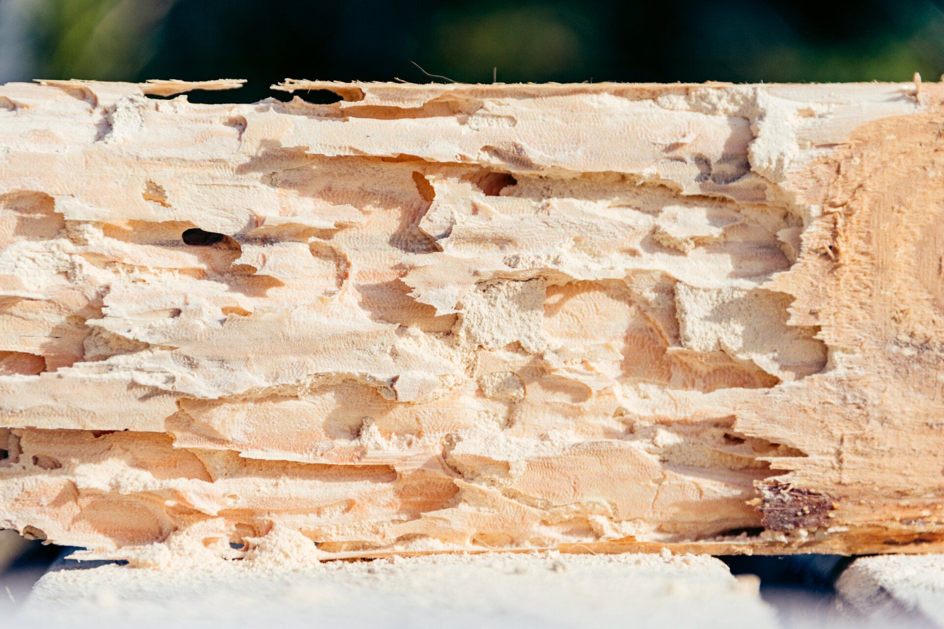 Pest Control Woburn, MA - Carpenter Ants