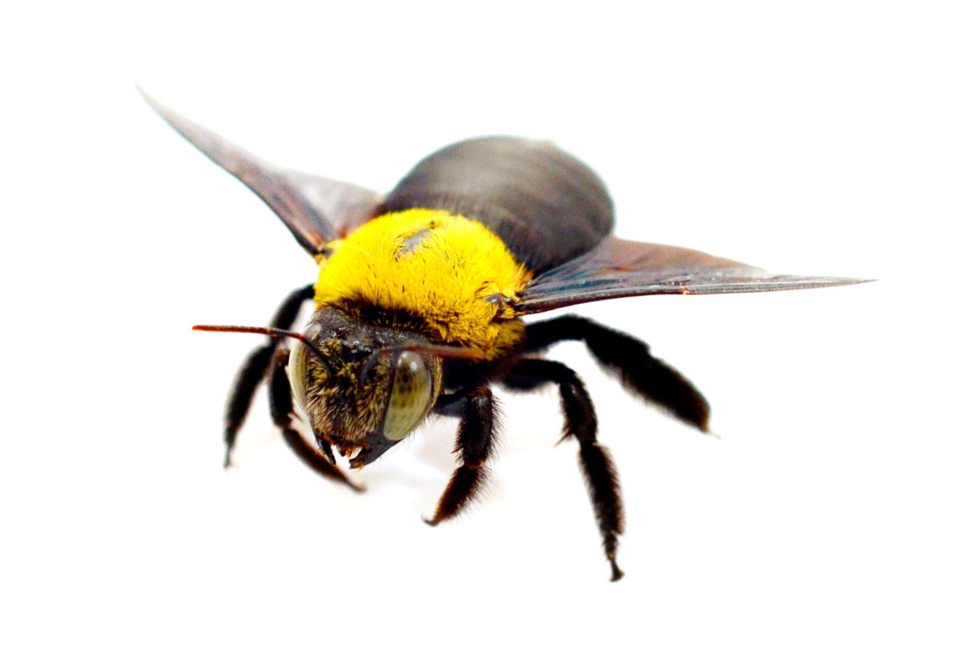 Carpenter Bee