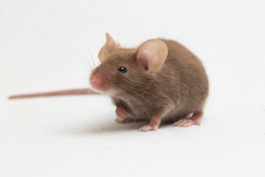 Rodent Control in Nashua, NH