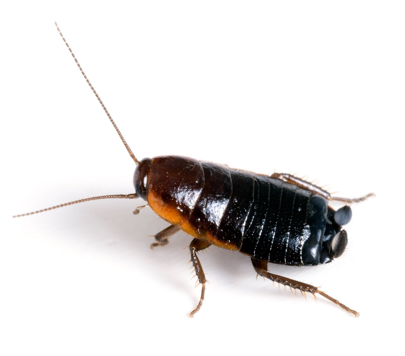 Oriental Cockroach
