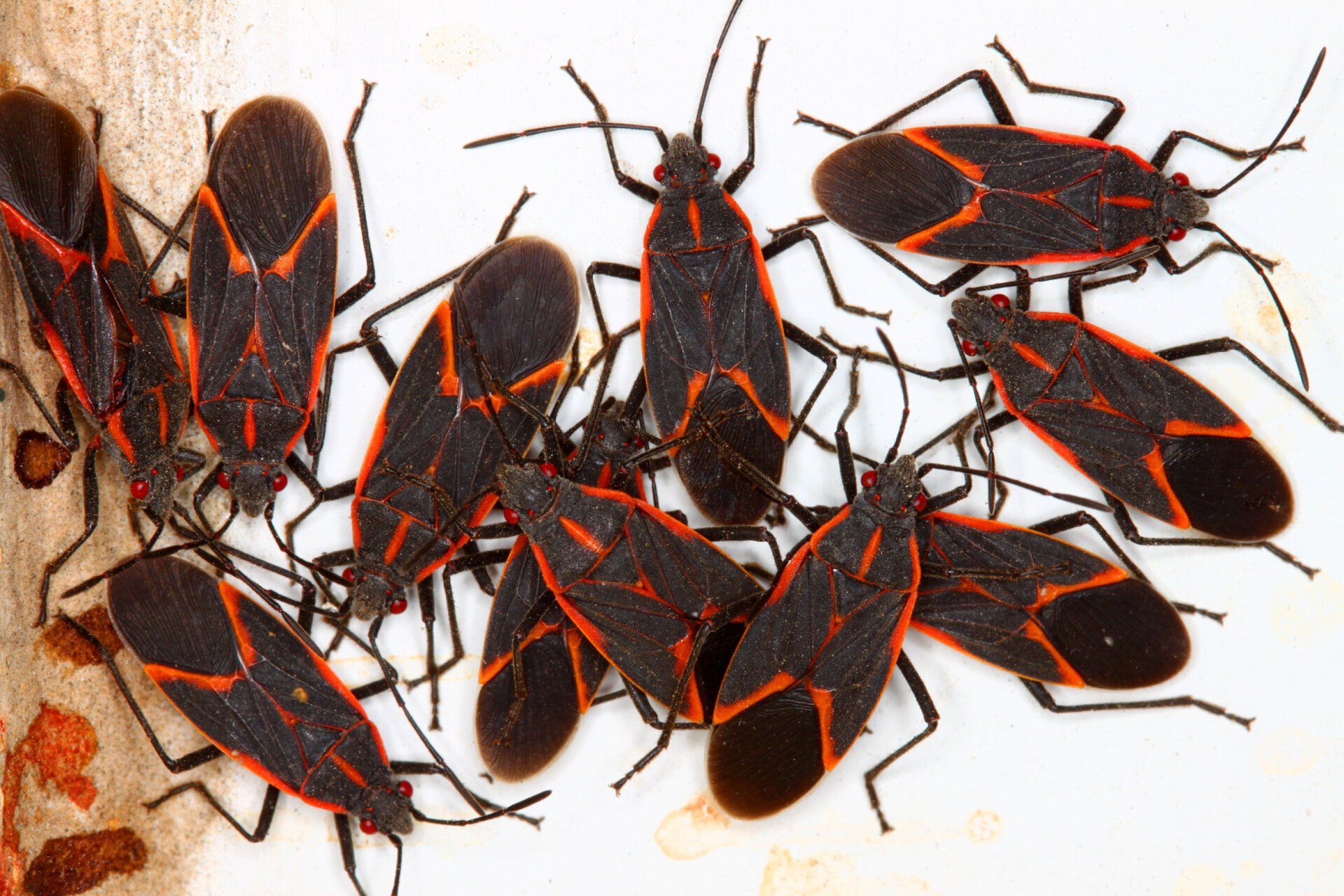 Boxelder Bug