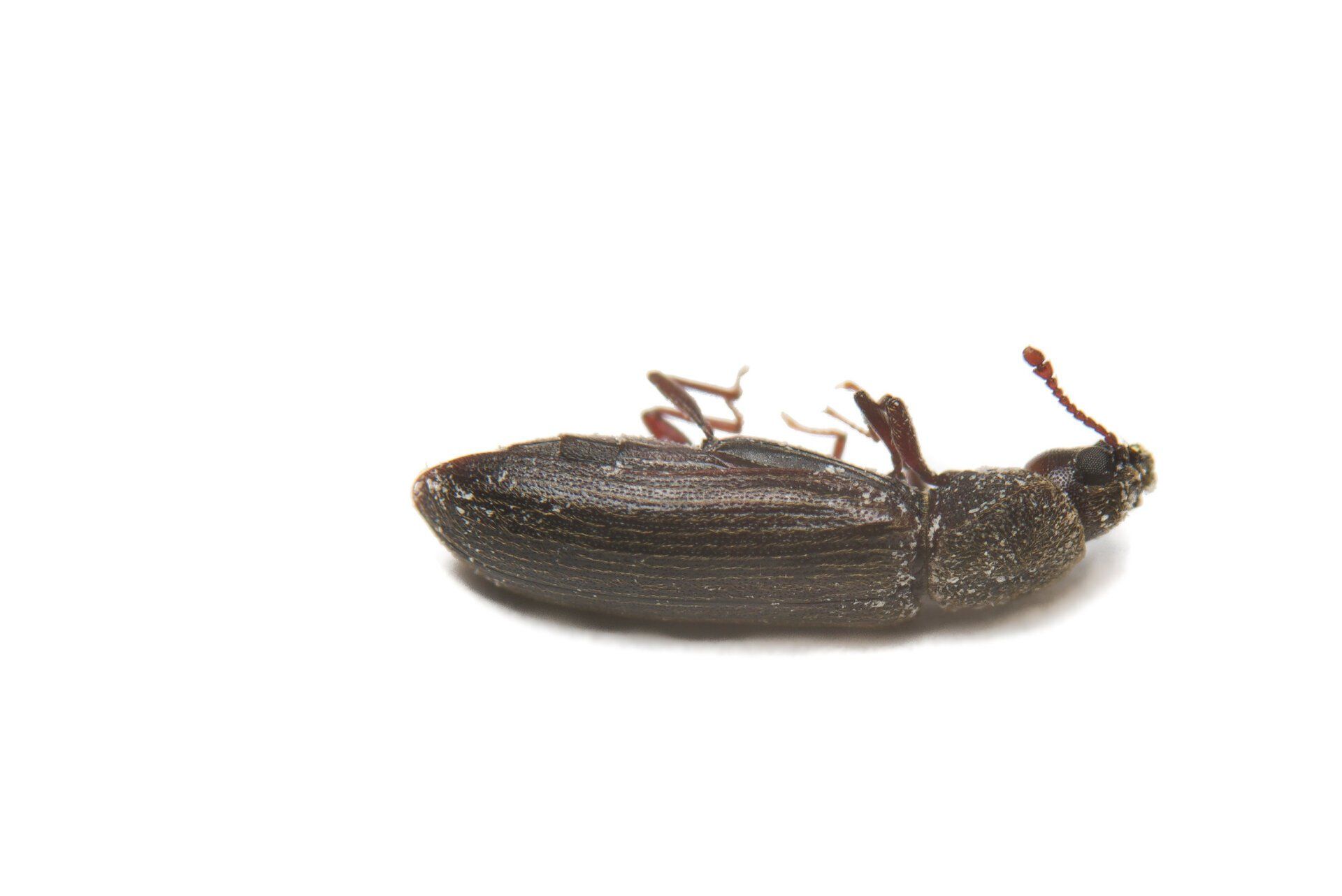 Powder Post Beetle -  Pest Library of Pest Specialists, LLC