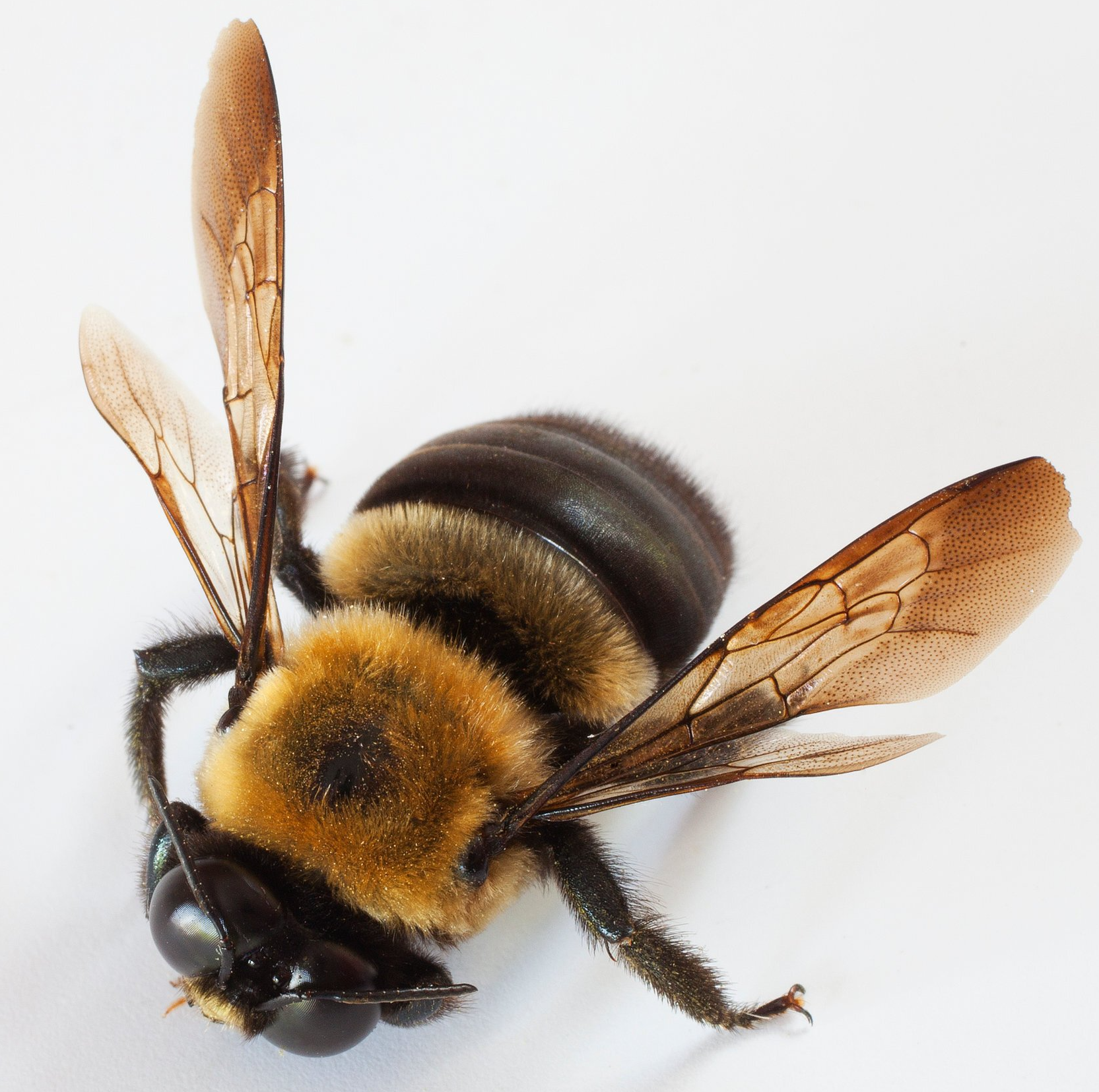 Pest Control Woburn, MA - Bees
