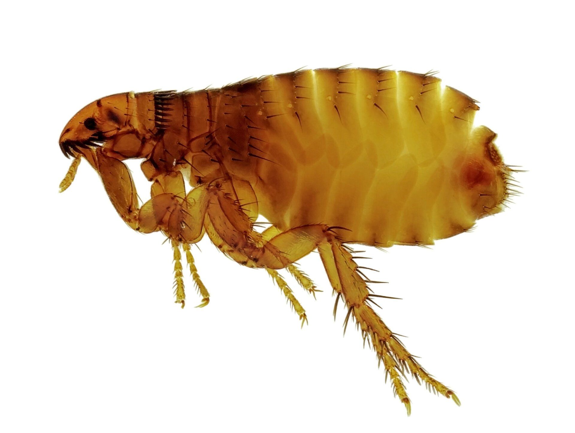 Flea Exterminating Services