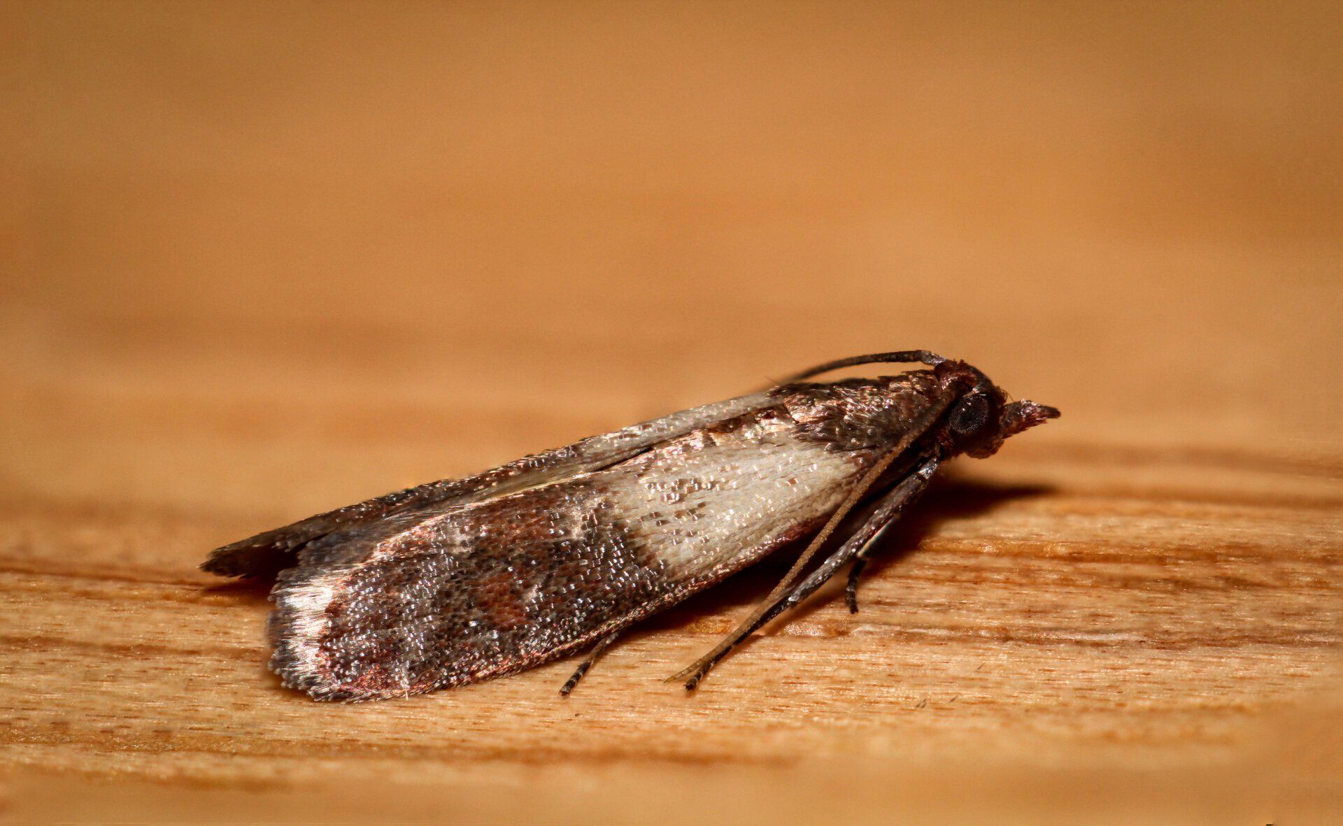 Indian Meal Moth -  Pest Library of Pest Specialists, LLC