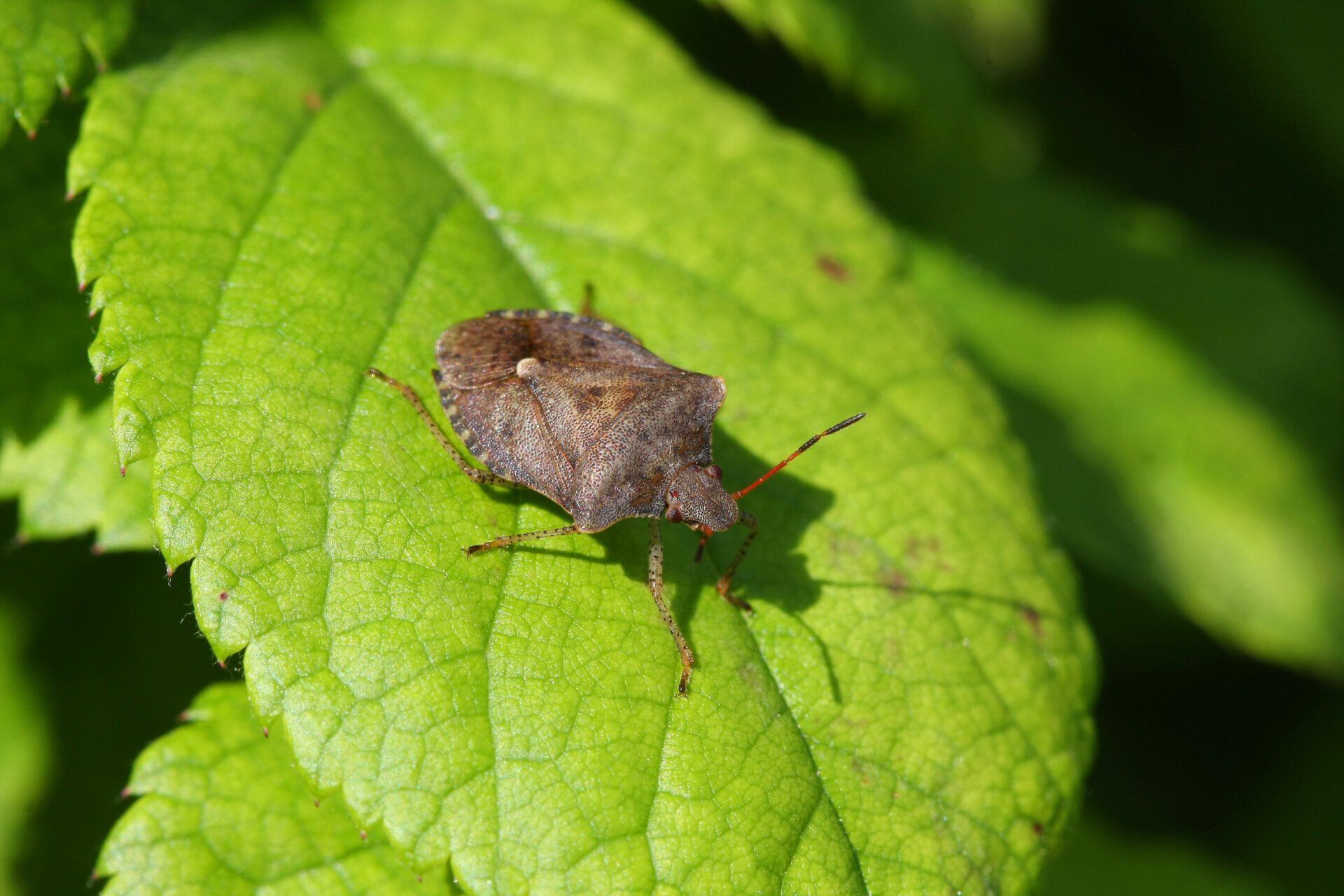 Stink Bug Extermination