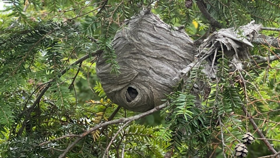 A large beehive is hanging from a tree branch.