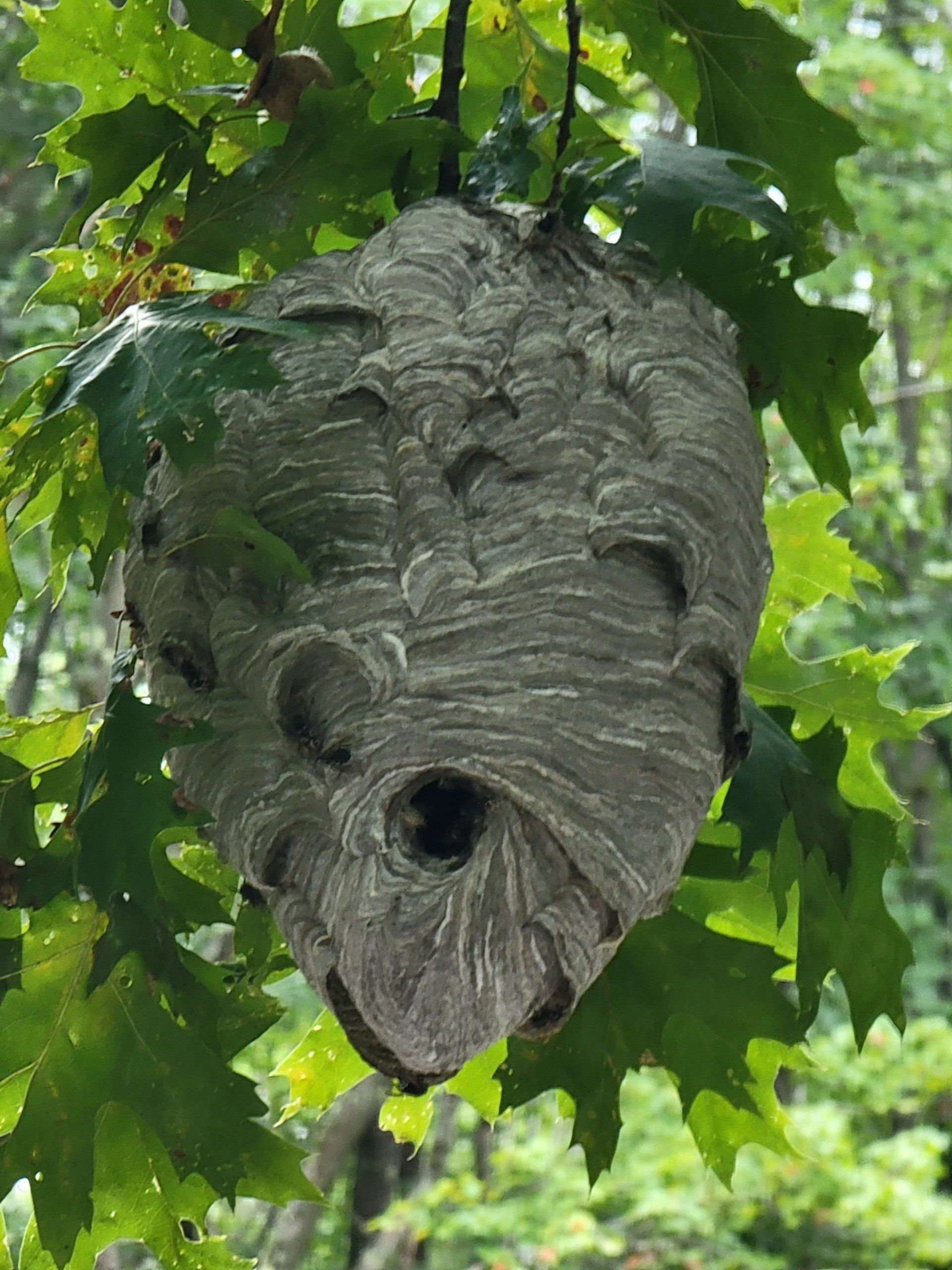 Pest Control Woburn, MA  - Wasps