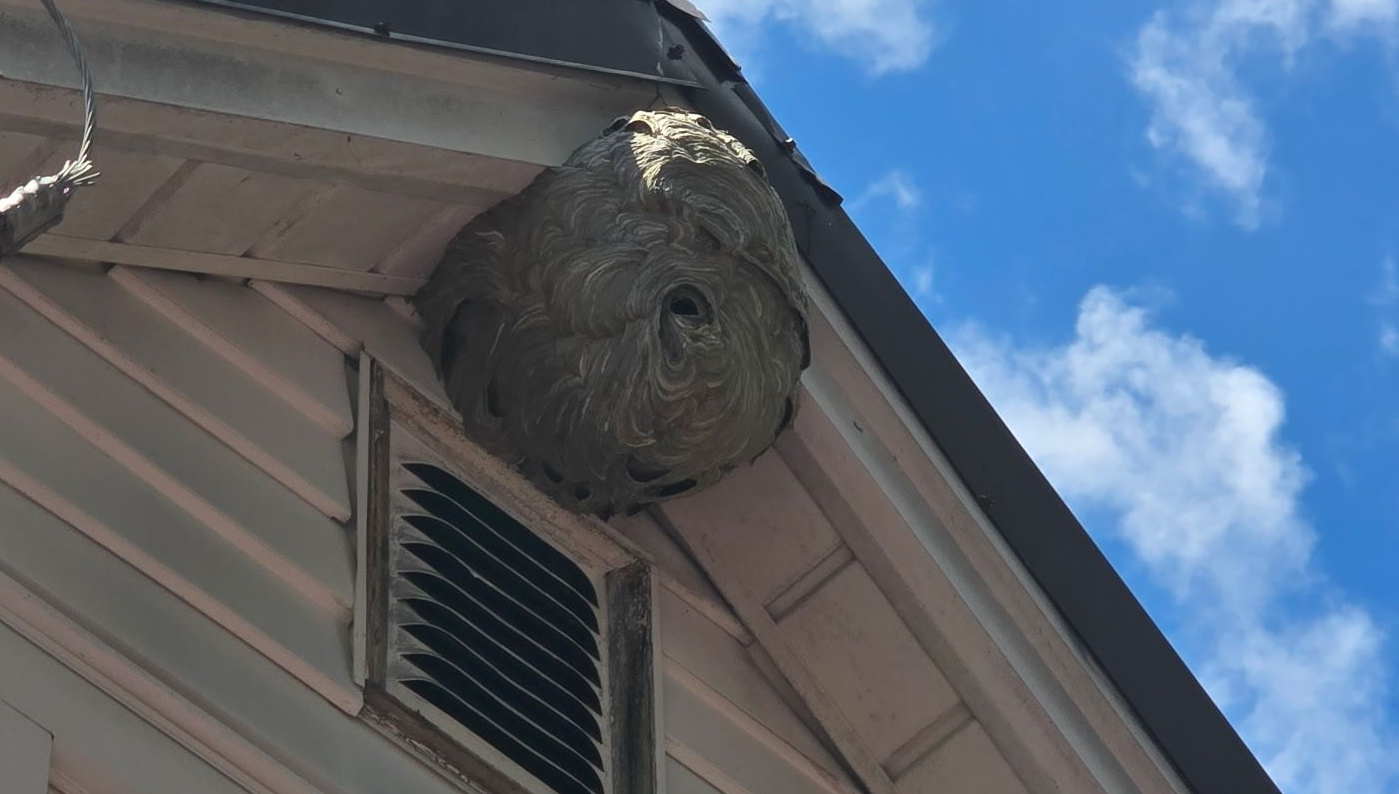 Bald Face Hornets Nest Removal in Manchester, NH