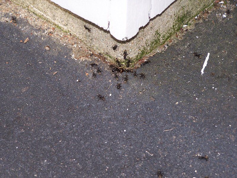 Carpenter Ants