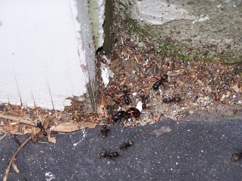 Pest Control Beverly, MA for Ants