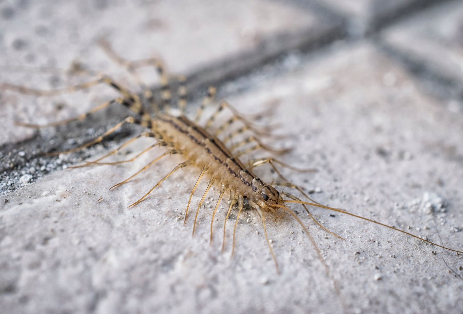 a close up of a centipede on a concrete surface